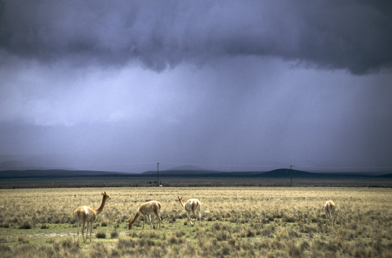 arg06_452m.jpg - Argentine, Noroeste, janvier 2006 de Purmamarca à Pirquitas Nuevos près de la lagune de Pozuelos, quelques vigognes alors que la pluie arrive