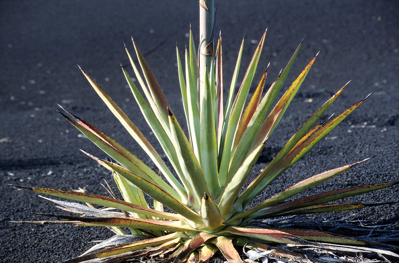 cve05_080m.jpg - Fogo Cha das Caldeiras le vert du sisal tranche magnifiquement sur la lave