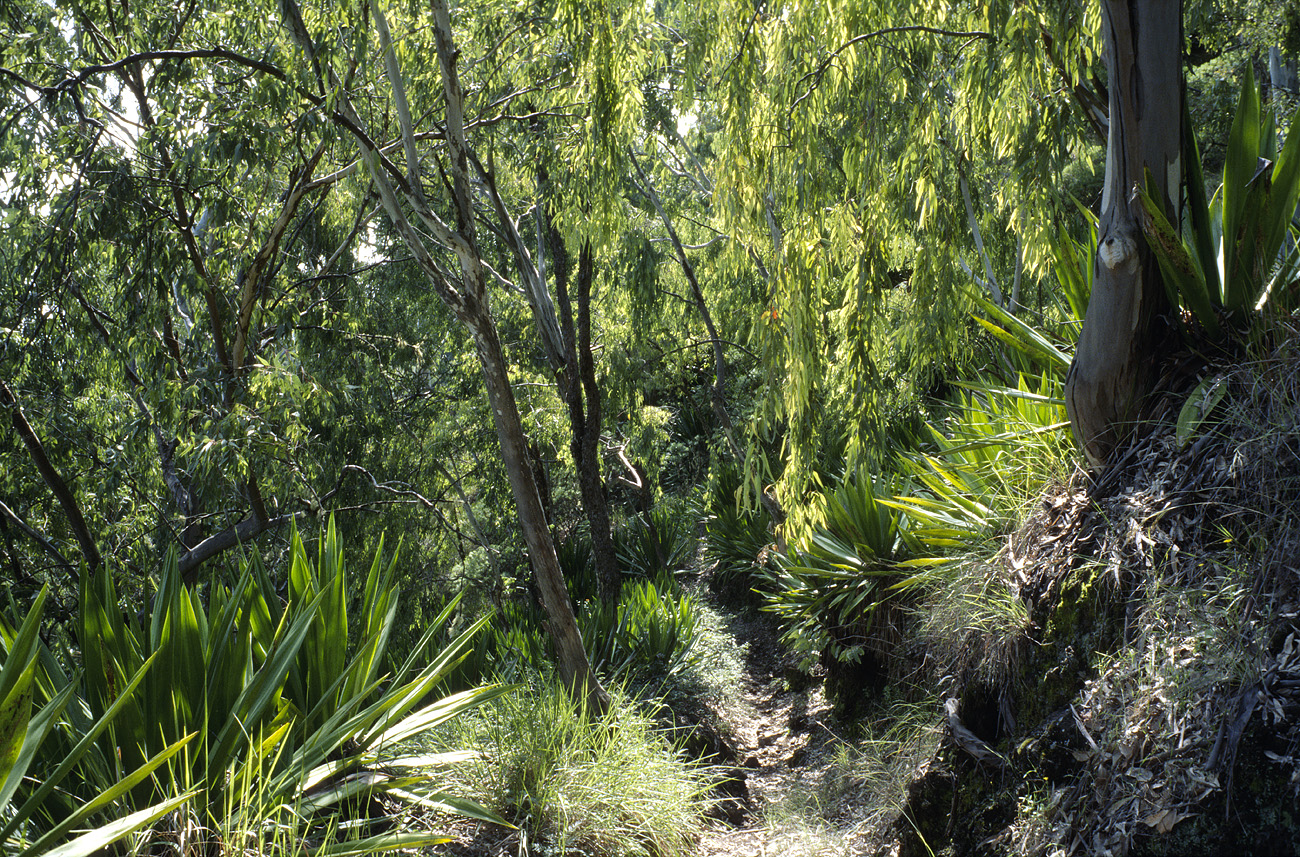 cve05_128l.jpg - Fogo monte Velha profusion d'agaves