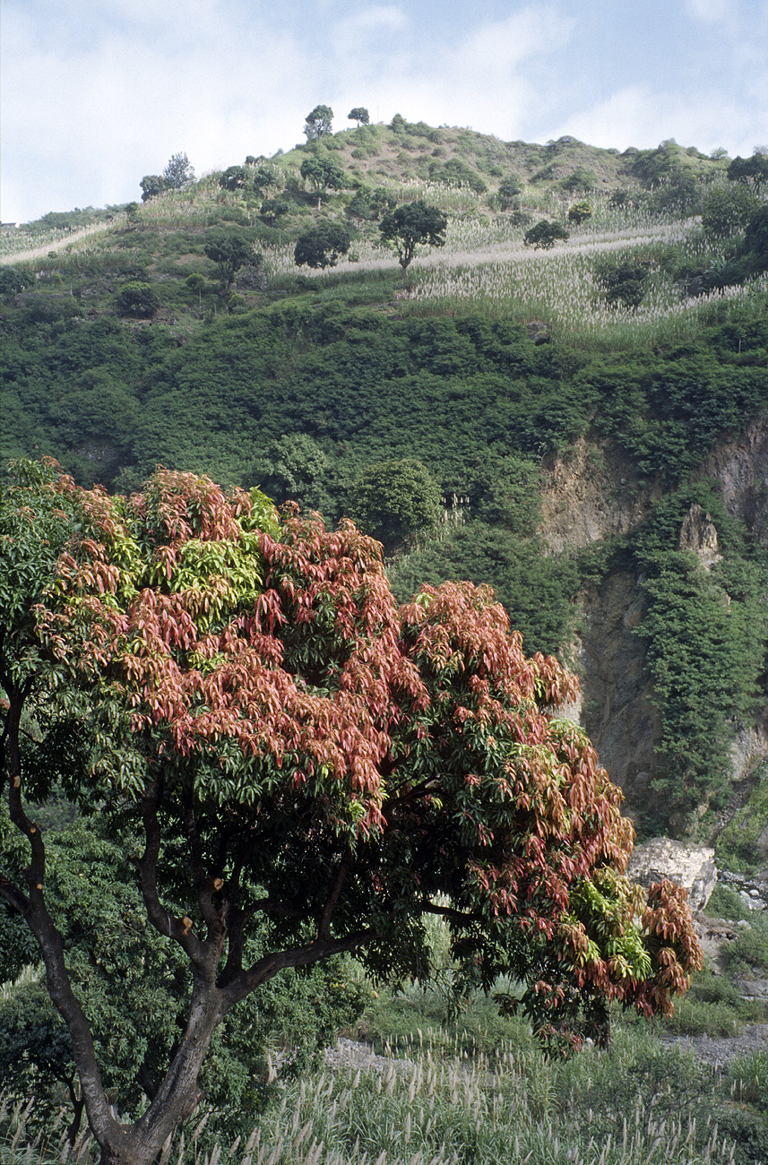cve05_263l.jpg - Santo Antao ribeira de Paùl un manguier et ses feuilles aux multiples couleurs