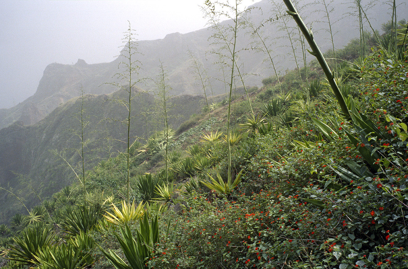 cve05_299l.jpg - Santo Antao sentier vers Caibros profusion d'agaves