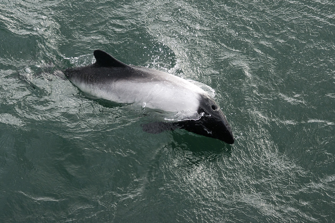 falk16-01-12_068-z.jpg