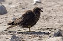 falk16-01-12_008-z