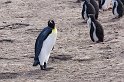 falk16-01-12_012-z