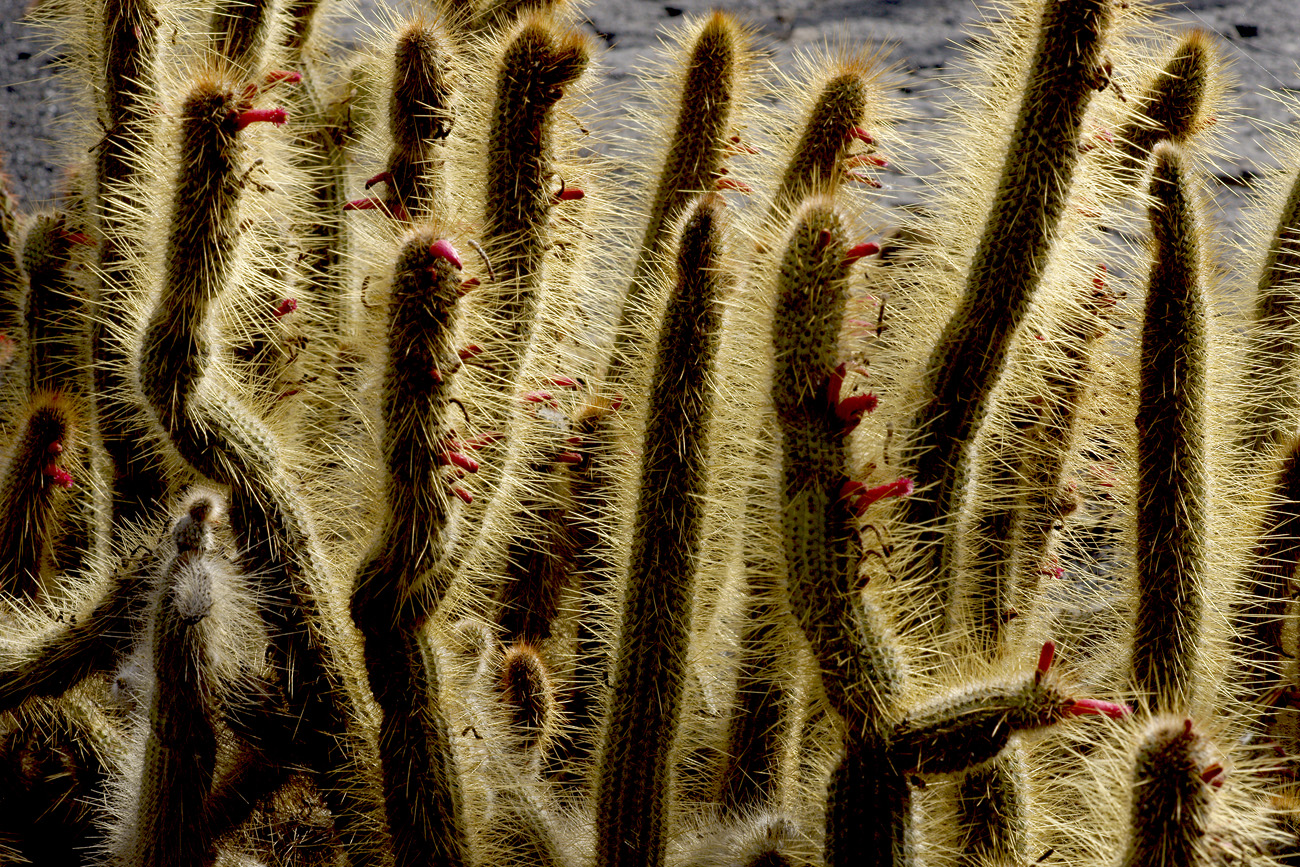 lanz08-03-14_018.jpg -  Lanzarote, mars 2008 Jardin de cactus fondé par Cesar Manrique