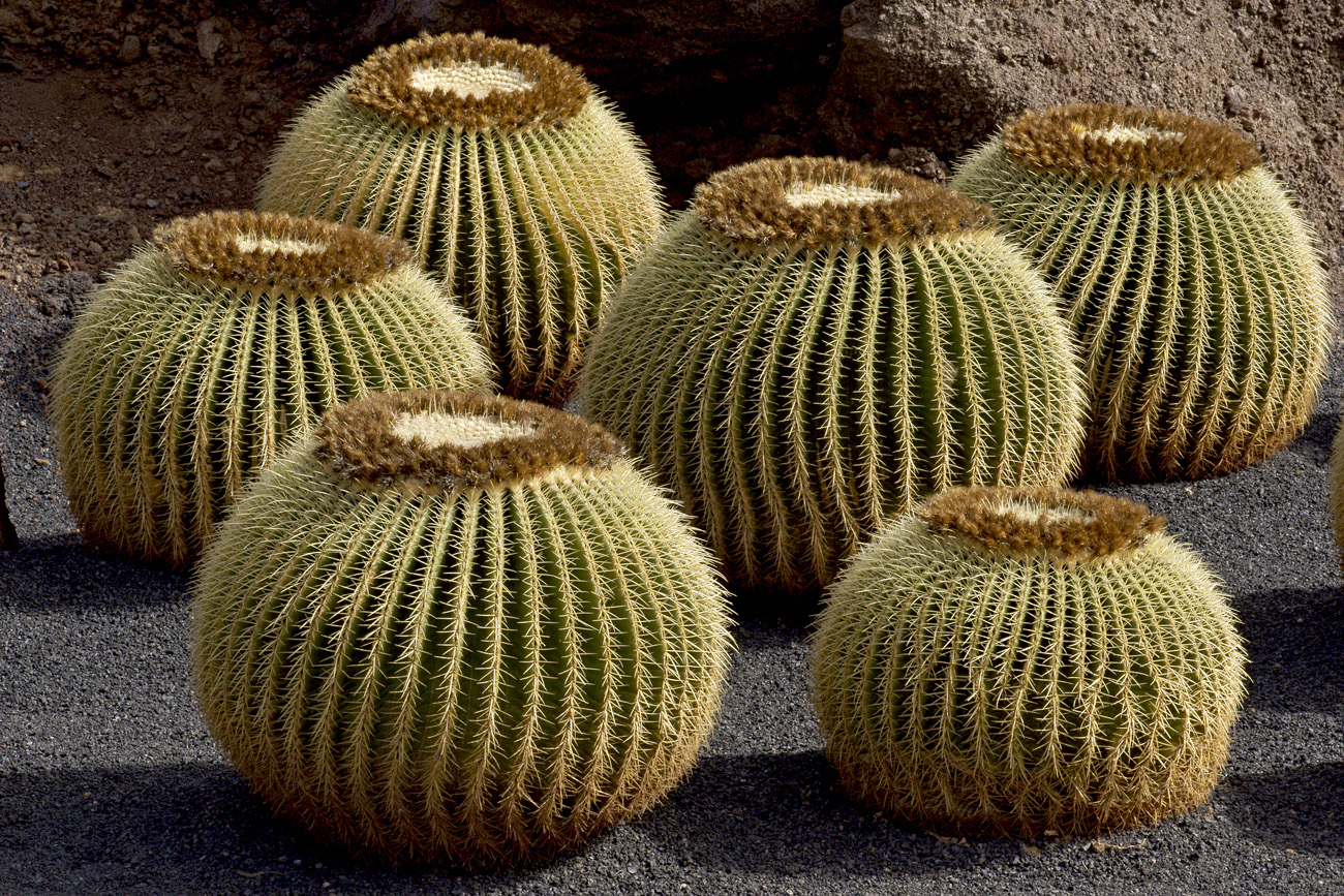 lanz08-03-14_021.jpg -  Lanzarote, mars 2008 Jardin de cactus fondé par Cesar Manrique