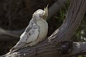 lanz08-03-16_029