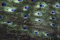 lanz08-03-16_031