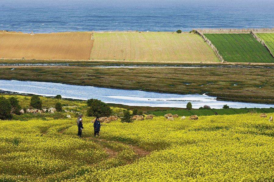 ma08-11-26_034.jpg - 26/11/2008 cultures en bord de mer au nord d'Oualidia. Au premier plan, un tapis de fleurs jaunes que les gens d'ici appelaient herbe à chameau.