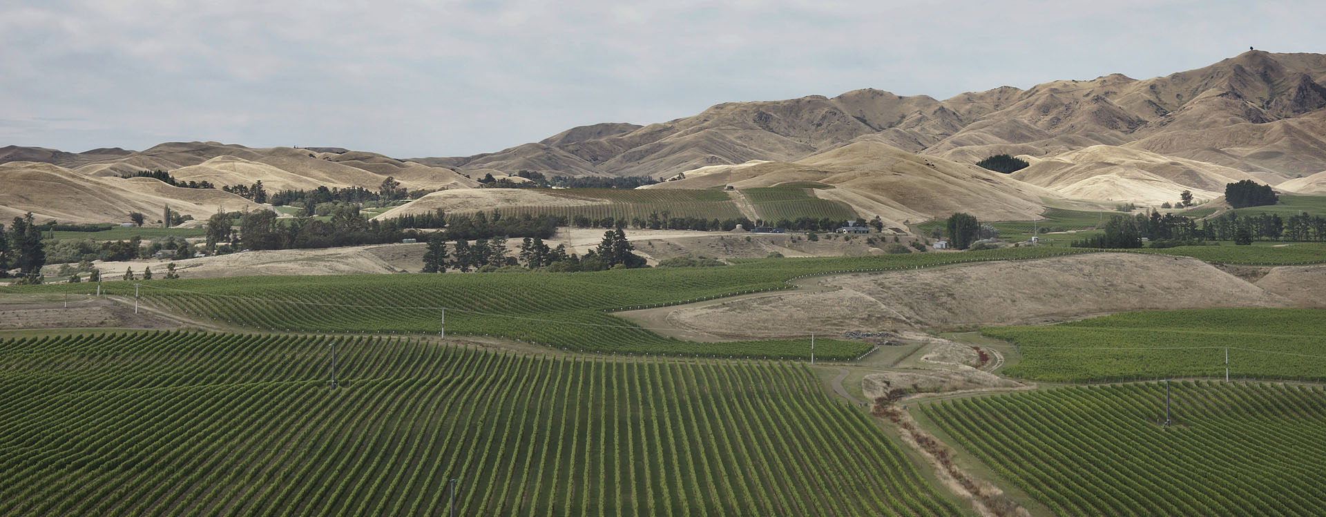 nz12-01-31_023-p.jpg - paysage de vignes Marlborough au sud de Blenheim