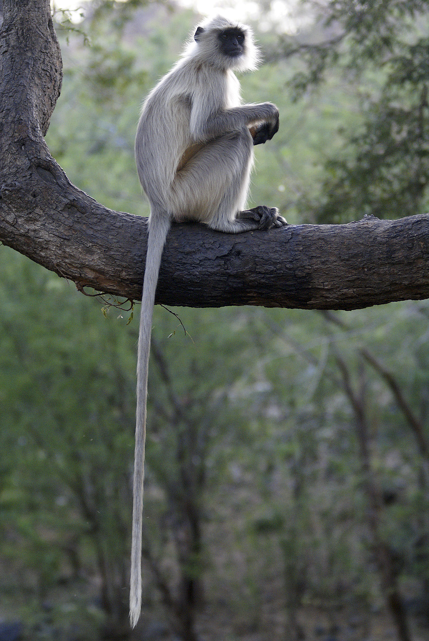 raj07-02-17_093.jpg - Inde, Rajasthan, 17/02/2007 Jojawar sur la route entre Kambli Ghat et Jojawar, les singes Langour
