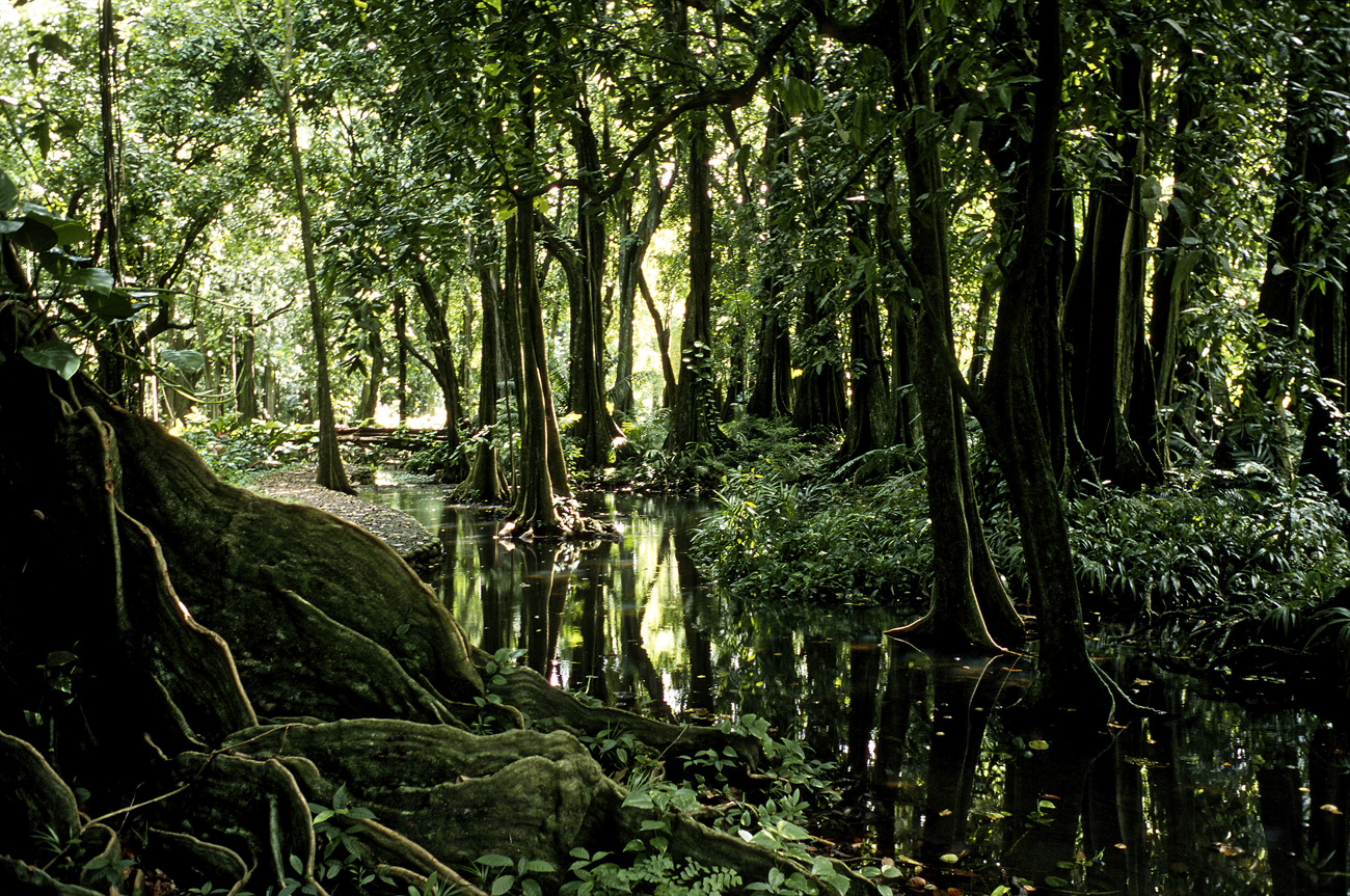 pol05_0039l.jpg - Iles de la Société, Tahiti au jardin Botanique, les mape forment ici une sorte de bois enchanté : il n'y manque que fées et korrigans