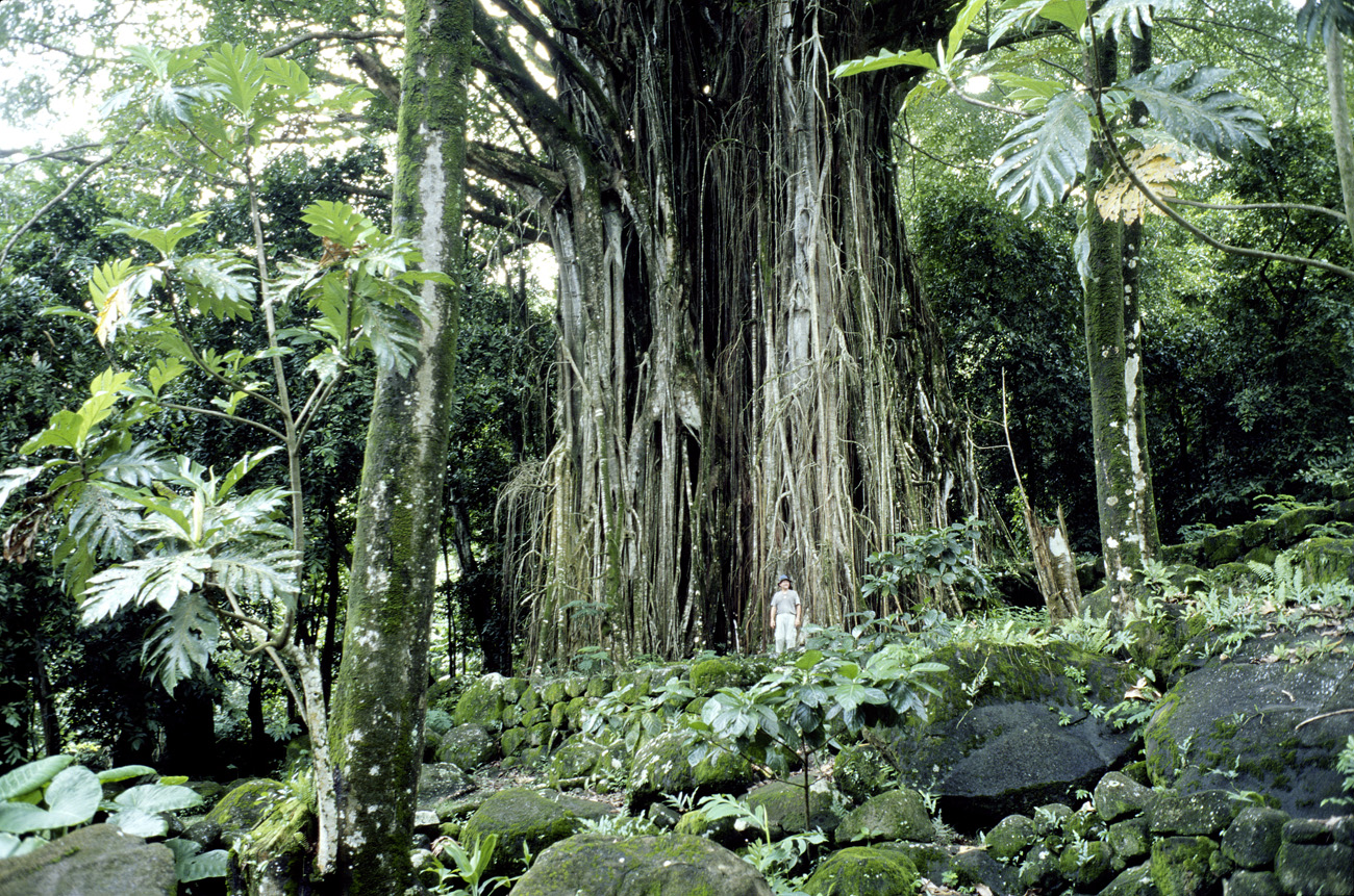 pol05_0655l.jpg - Iles Marquises, Nuku Hiva Hatiheu : un énorme banian près du grand meae