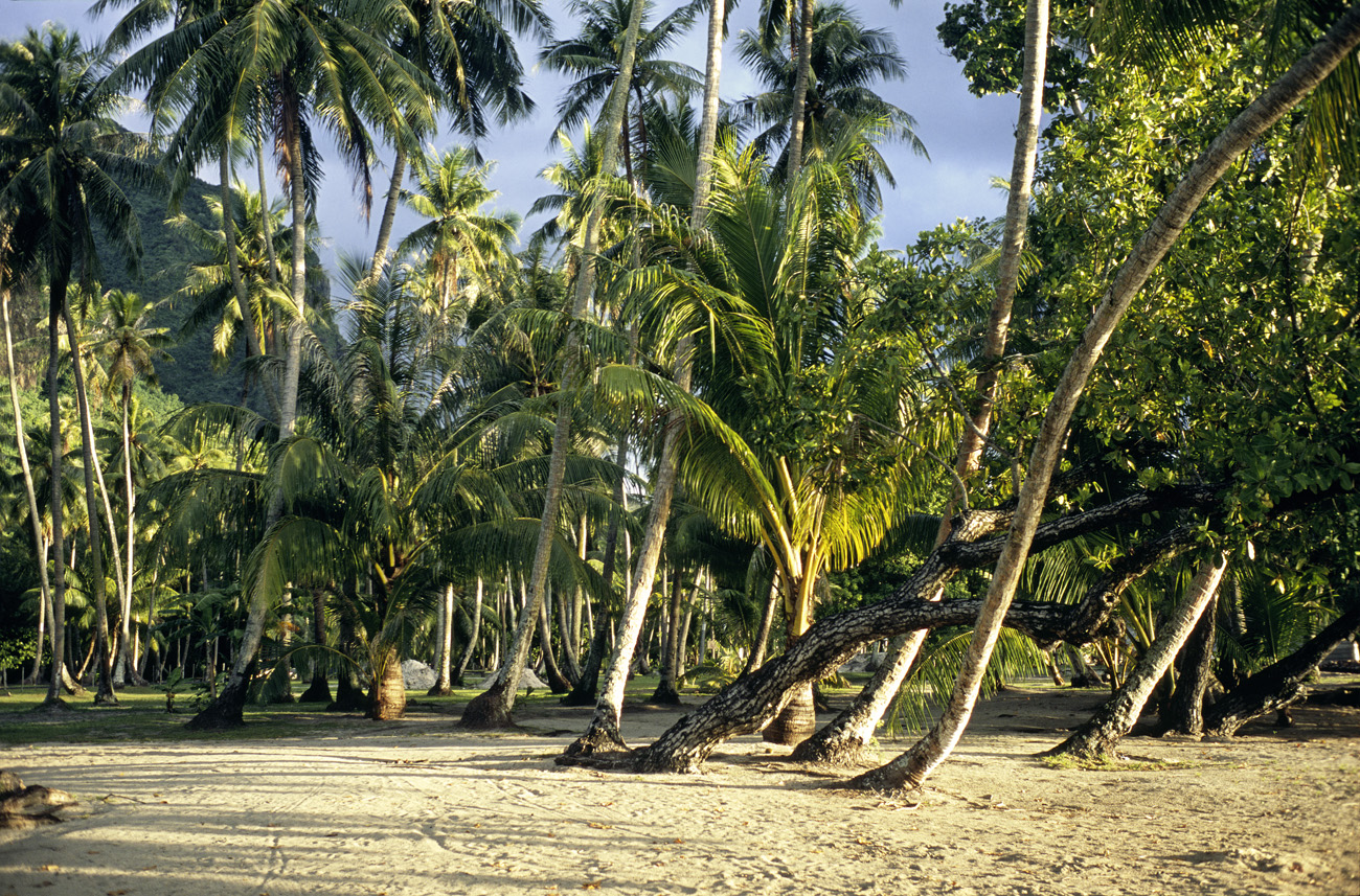 pol05_0922l.jpg - Iles de la Société, Moorea plage du pk 15 : le paradis des crabes cocotiers