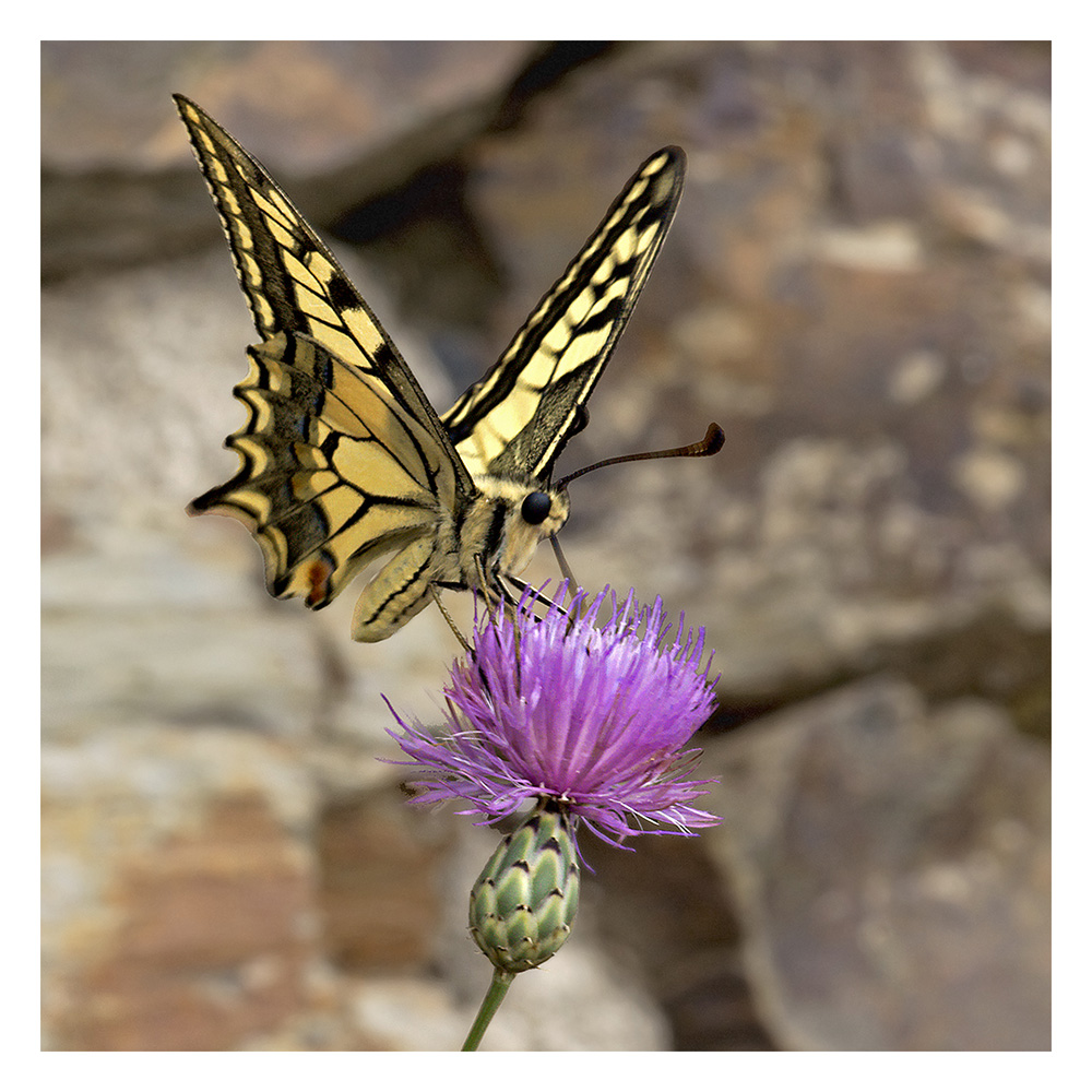 fr08-08-01_016m-c.jpg - machaon